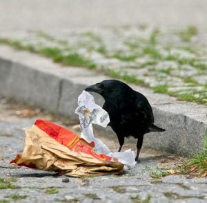 kraehe gutschein