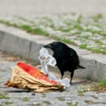 kraehe gutschein